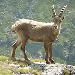 Les Glieres - Champagny-en-vanoise