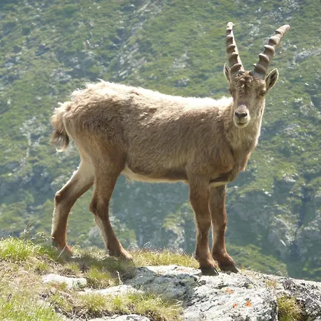 Les Glieres - Champagny-en-vanoise