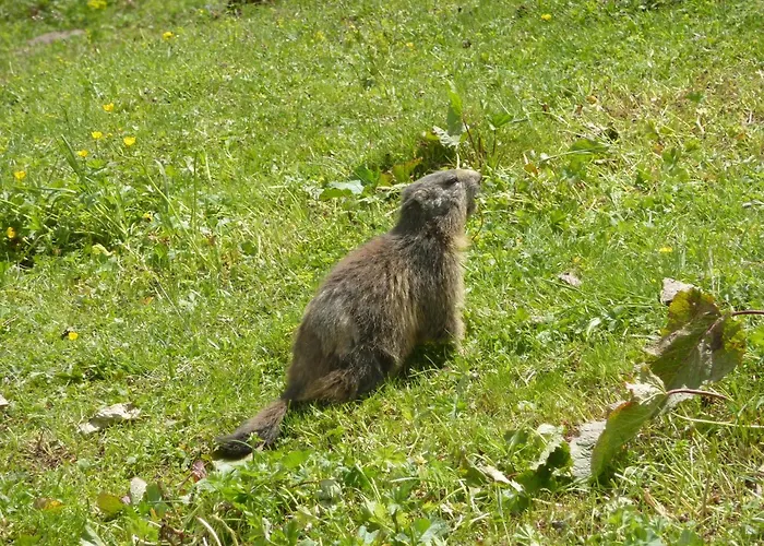 Hotel Les Glieres - Champagny-en-vanoise La Plagne