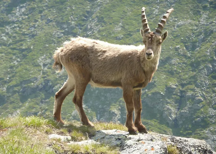 Les Glieres - Champagny-en-vanoise